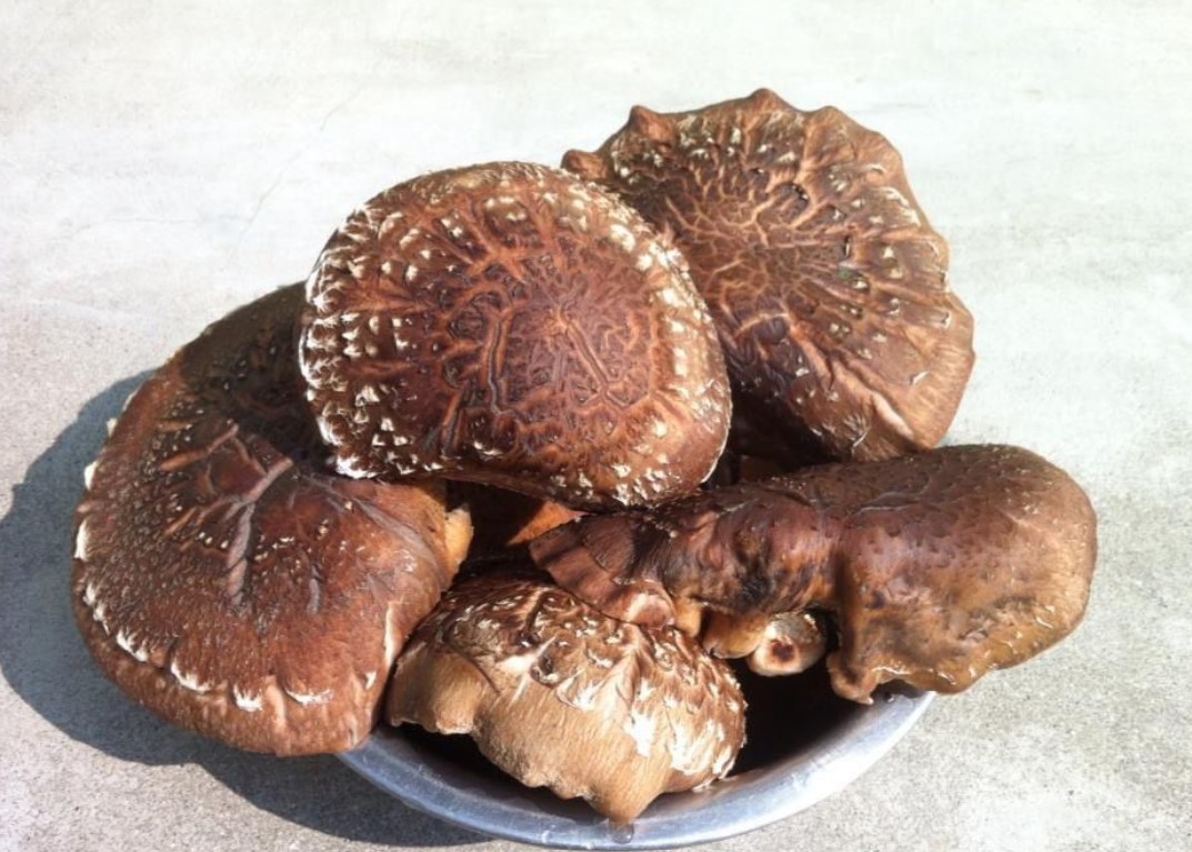 shiitake mulpani1697161600.jpg